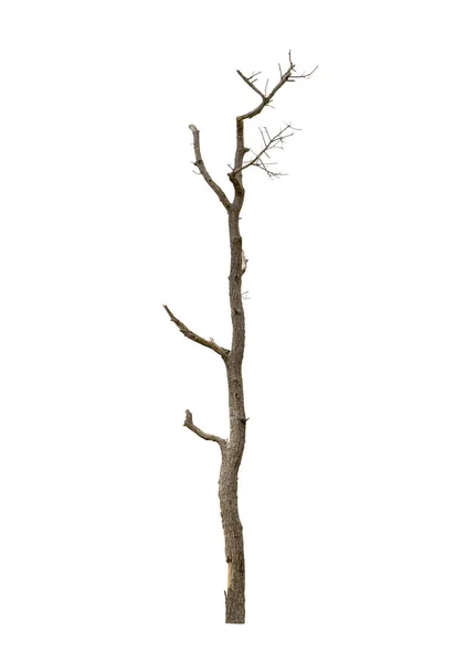 Νεκρά δένδρα απομονωμένα σε λευκό φόντο, απομονωμένα τροπικά δέντρα — Φωτογραφία Αρχείου