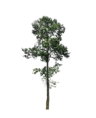 Beyaz arka planda izole ağaçlar, kullanılan izole tropikal ağaçlar