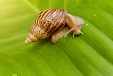   Bir salyangoz bahçede yeşil çimenlerin üzerinde tarama.