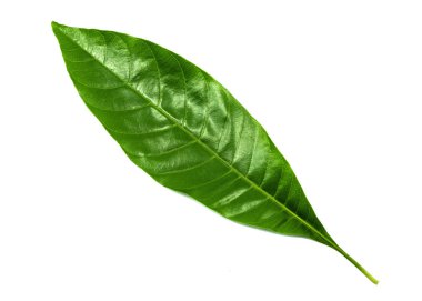 Tropikal yeşil yaprak. Beyaz bir arka planda izole yeşil yaprak, doğa zemin