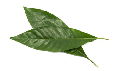 Beyaz arkaplanda yeşil yaprak izole edildi