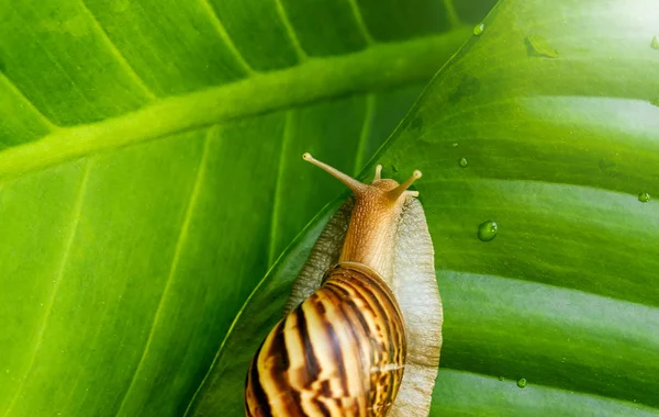 Snail in the garden on the green leaf background — Stock Photo, Image