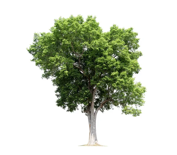Δέντρα απομονωμένα σε λευκό φόντο, τροπικά δέντρα απομονωμένα που χρησιμοποιούνται για το σχεδιασμό, με μονοπάτι κοπής — Φωτογραφία Αρχείου