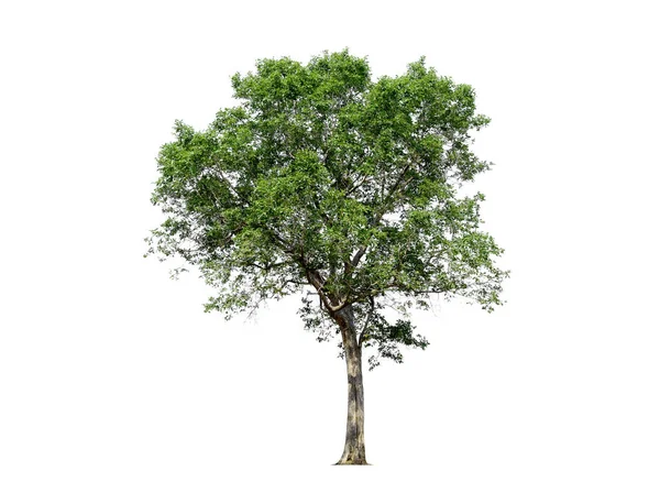 Stromy izolované na bílém pozadí, tropické stromy izolované pro design, s oříznutou cestou — Stock fotografie