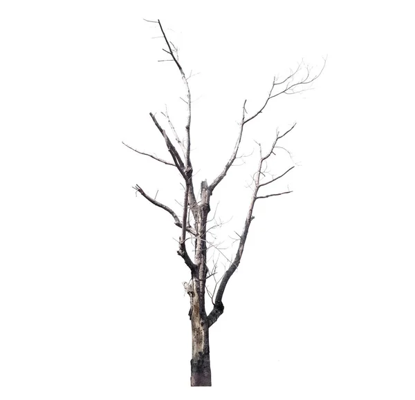 Νεκρά δέντρα απομονωμένα σε λευκό φόντο, τροπικά δέντρα απομονωμένα που χρησιμοποιούνται για σχεδιασμό, με διαδρομή αποκοπής — Φωτογραφία Αρχείου