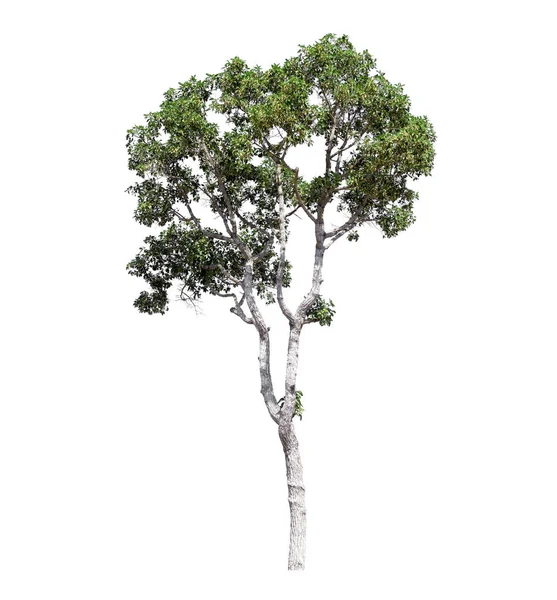 Beyaz bir arka planda izole ağaç, kırpma yolu ile tasarım için kullanılan izole tropikal ağaçlar — Stok fotoğraf