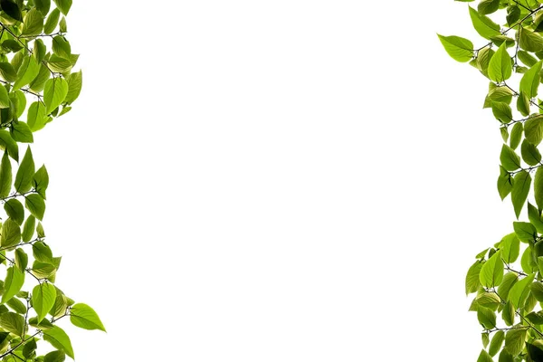 Grünes Blatt isoliert auf weißem Hintergrund, mit Clipping-Pfad — Stockfoto