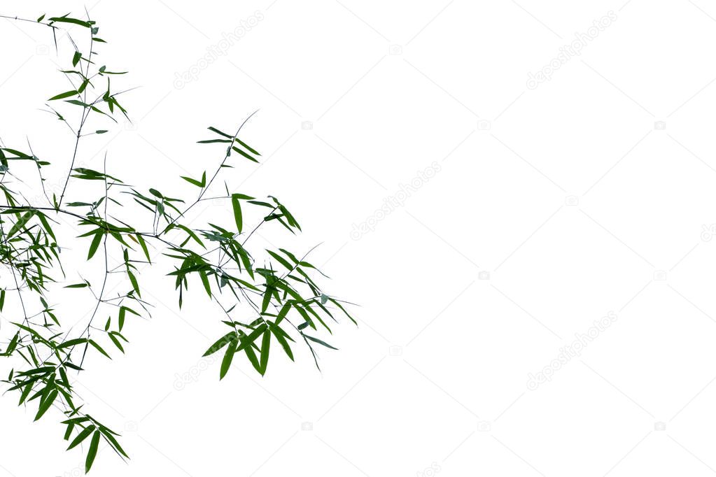 Bamboo leaves Isolated on a white background