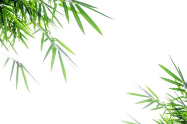Bambu yaprakları beyaz arkaplanda yalıtılmış.