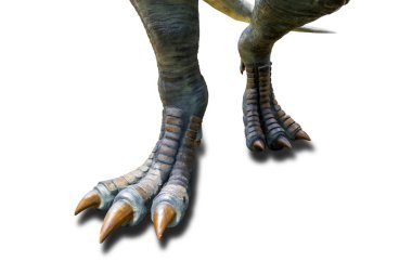 Tyrannosaurus (T-Rex), beyaz bir arka planda Tyrannosaurus 'un (T-Rex) yürüyen dinozor ayakları.
