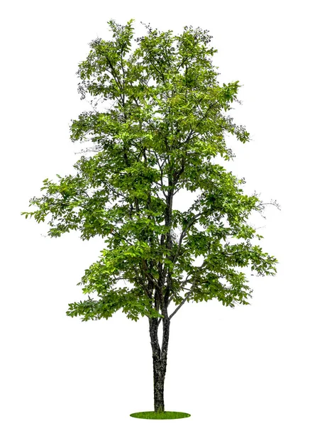 Bomen geïsoleerd op witte achtergrond, tropische bomen geïsoleerd voor ontwerp, met knippad — Stockfoto