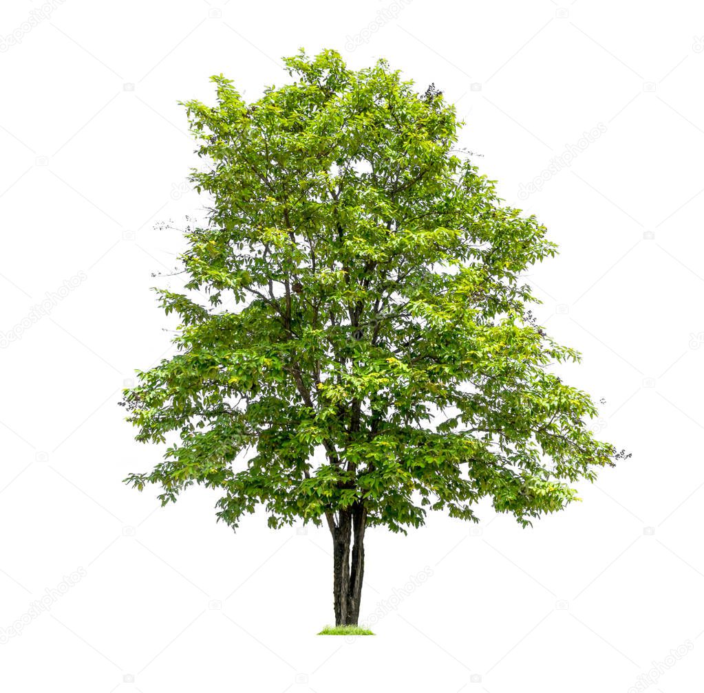 Trees isolated on white background, tropical trees isolated used for design, with clipping path