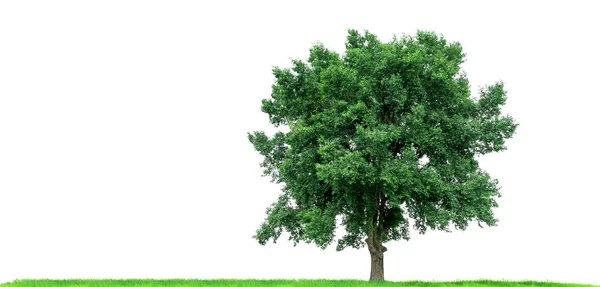 Drzewo Zielonej Łące Białym Tle Tropikalne Drzewa Izolowane Używane Projektowania — Zdjęcie stockowe
