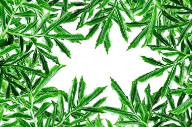 Yüzeyde yeşil yaprak deseni, Doğa arka plan