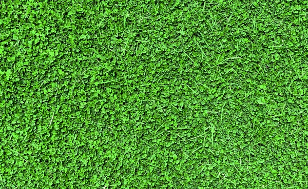 表面上の緑色の葉のパターン — ストック写真