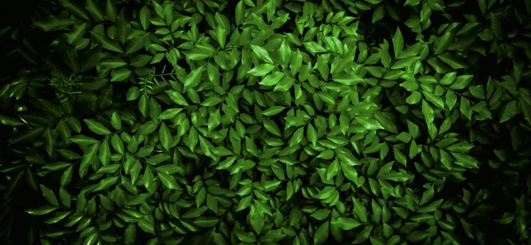 Natureza verde folha parede textura da planta floresta tropical, sobre fundo preto . — Fotografia de Stock