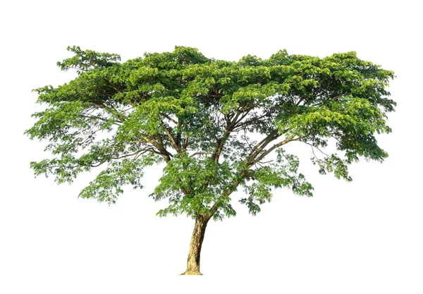 Beyaz arkaplanda izole edilmiş ağaçlar, tasarım için izole edilmiş tropikal ağaçlar, kırpma yolu ile — Stok fotoğraf