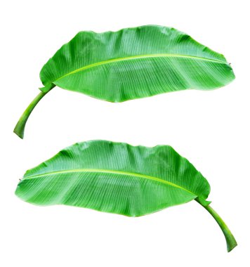 Beyaz arka planda izole muz yaprağı, dosya kırpma yolu ile içerir.