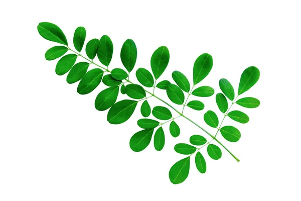 Folhas verdes isoladas em um fundo branco. Arquivo contém com caminho de recorte . — Fotografia de Stock