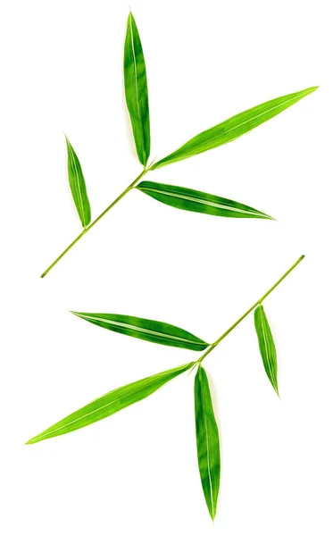 Folhas de bambu isoladas sobre fundo branco. Arquivo contém com caminho de recorte . — Fotografia de Stock