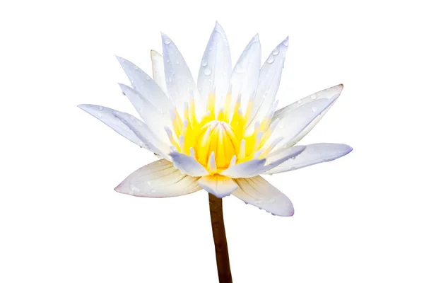 Fleur de lotus blanche isolée sur fond blanc. Fichier contient avec chemin de coupure . — Photo