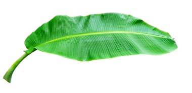 Beyaz arka planda izole muz yaprağı, dosya kırpma yolu ile içerir.