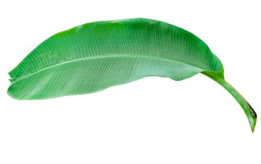 Beyaz arka planda izole muz yaprağı, dosya kırpma yolu ile içerir.