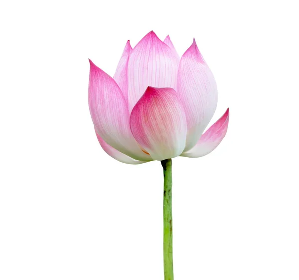 Ροζ λουλούδι Lotus απομονώνονται σε λευκό φόντο. Το αρχείο περιέχει τη διαδρομή αποκοπής. — Φωτογραφία Αρχείου
