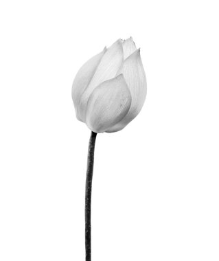 Lotus çiçek siyah ve beyaz renk beyaz arka planda izole. Kırpma yolu ile dosya içerir.