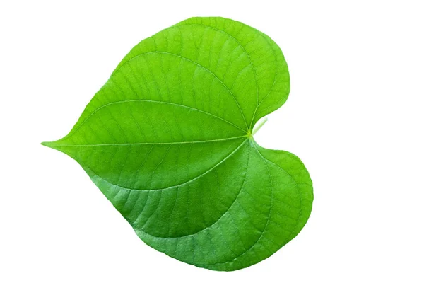 Green leaves isolated on white background. File contains with clipping path. — Stock Photo, Image