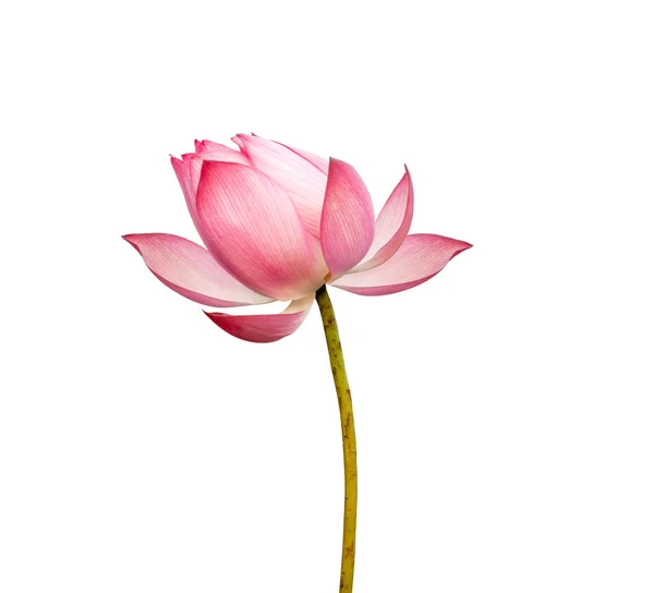 Flor de lótus rosa isolada sobre fundo branco. Arquivo contém com caminho de recorte. — Fotografia de Stock