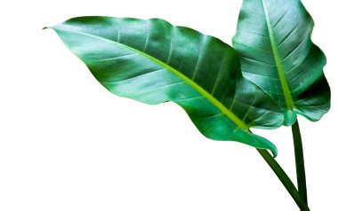 Yüzeyde yeşil yaprak deseni, tropikal orman bitki, beyaz arka planda izole. Kırpma yolu ile dosya içerir.