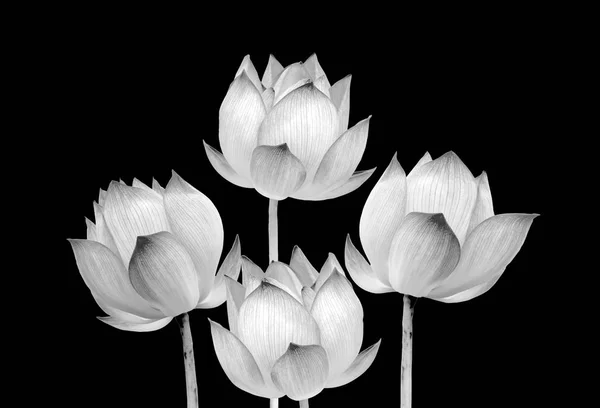 Flor de lótus cor preto e branco isolado no fundo preto. Arquivo contém com caminho de recorte . — Fotografia de Stock