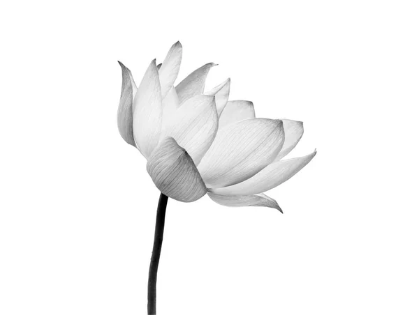 Flor de lótus cor preto e branco isolado no fundo branco. Arquivo contém com caminho de recorte . — Fotografia de Stock