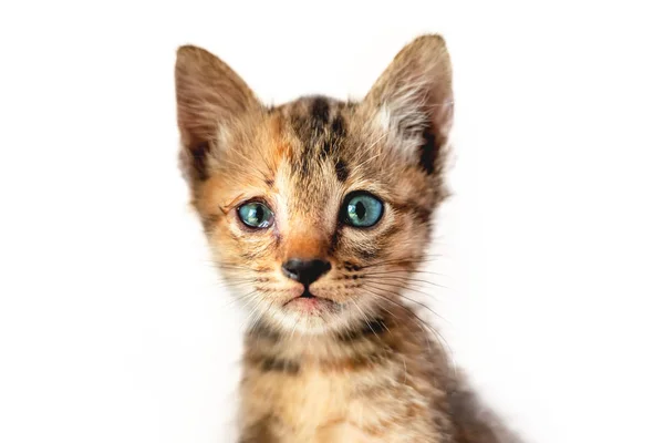 Selektywna ostrość/niebieskie oko Kitten izolowane na białym tle — Zdjęcie stockowe