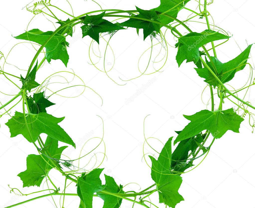 Green leaves vine plants isolate on white background. File contains with clipping path.