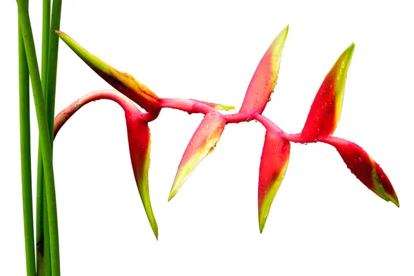 Heliconia bihai Flower (červená palulu) s kapkami vody, tropické květiny Heliconia kvetení izolované na bílém pozadí, soubor obsahuje s ořezovou cestou — Stock fotografie