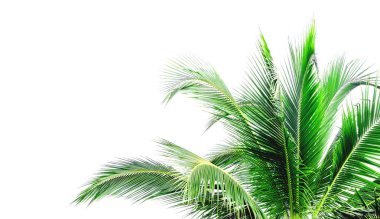 Beyaz arka plan üzerinde izole hindistan cevizi ağacının yaprakları. Dosya kırpma yolu ile içerir. Boş kopyalama alanı ile.