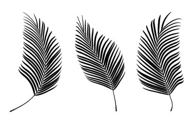 Beyaz arka planda izole edilmiş palmiye yaprakları silueti. Kullanımı çok kolay kırpma yolu ile dosya içerir.