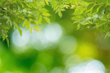 Nature view of green laves on blurred green bokeh background, Simple nature design and blank copy space for your designs