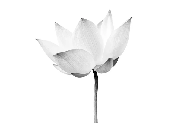 Flor Lótus Preto Branco Isolada Sobre Fundo Branco Arquivo Contém — Fotografia de Stock