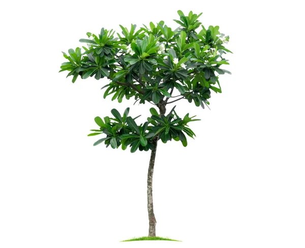Tropical Tree Isolated White Background File Contains Clipping Path Easy — Stock Photo, Image