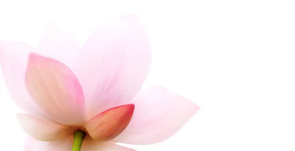 Szoros Kép Lótuszszirmokról Szelektív Fókusz Lotus Virág Fehér Háttérrel Sekély Stock Fotó