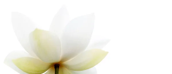 Крупный План Лепестке Лотоса Белый Цветок Лотоса Белом Фоне Шаллоу Стоковое Изображение