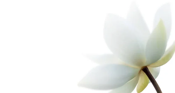 蓮の花びらの上で閉じる 白の背景に選択的な焦点蓮の白花 シャロー ロイヤリティフリーのストック写真