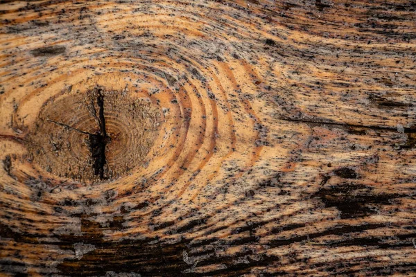 Texture du bois fond, bois massif, brun, espace de copie — Photo