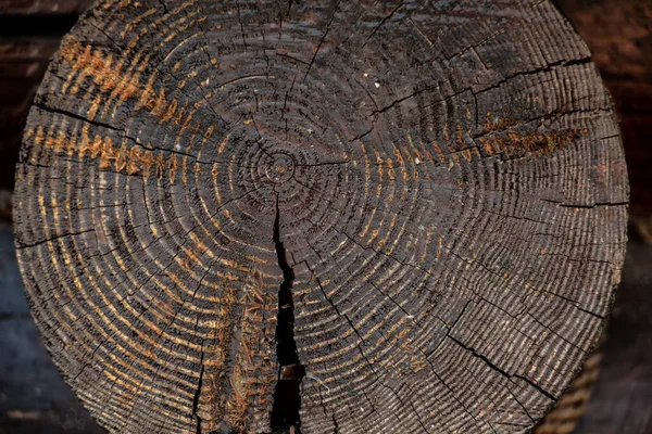 木の質感の背景、堅木、茶色、コピースペース — ストック写真
