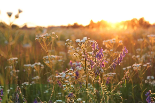 Campo Ensolarado Com Flores Pôr Sol Luz Suave Fundo Com — Fotografia de Stock