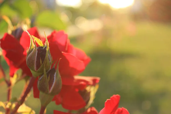 Fundo Rosas Vermelhas Com Espaço Cópia Luz Suave — Fotografia de Stock