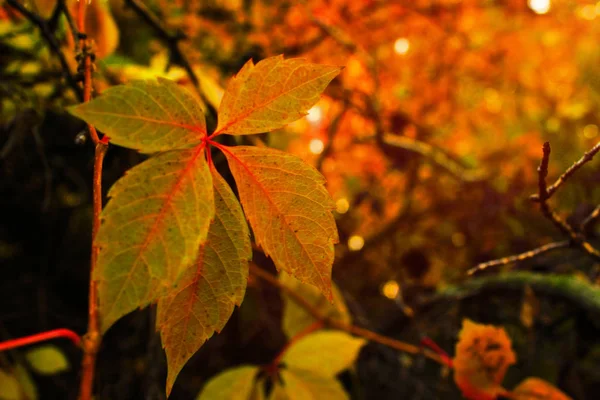 Sonbahar Renkli Parlak Ağaçlar Arka Plan Parlak Yaprakları Kopya Alanı — Stok fotoğraf